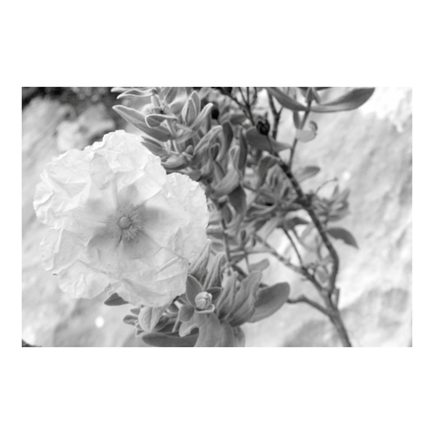 A cistus flower on its plant. (Version françæ) Æn fleur de ciste sur saon plante.