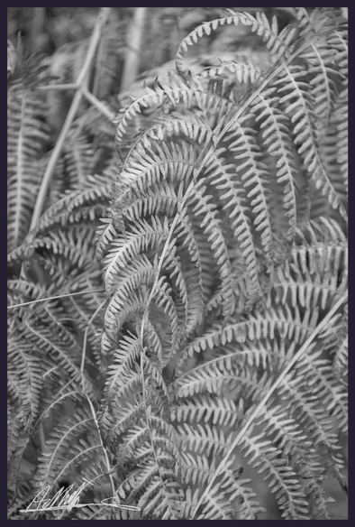the geometric patterns of a group of fern leaves framed tightly in a black and white image