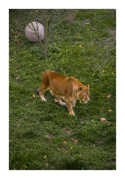 A lion in Zoo Zagreb