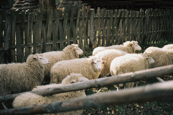 A flock of sheep, one looking straight at the camera, with a fence behind and in front of them.