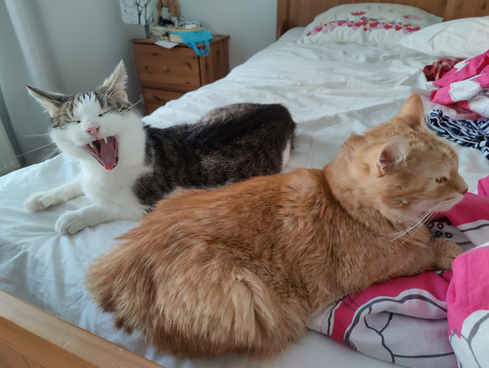 Mustavalkoinen ja oranssinkeltainen kissa makoilemassa sängyllä. Mustavalkoinen katsoo kameraan ja haukottelee, toinen makaa toiseen suuntaan kääntyneenä vierellä.