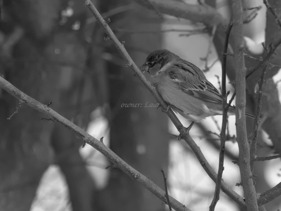 Bird, closeup, black and white, photo