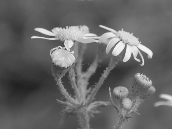 Flowers, closeup, black and white, photo