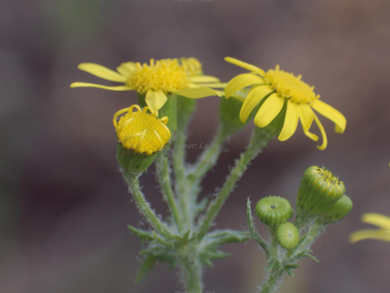 Flowers, closeup, color, photo