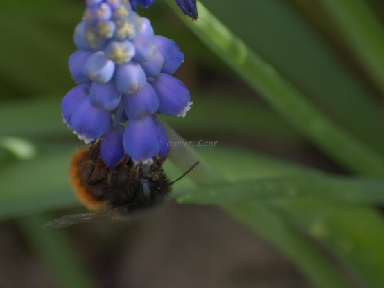 Insect, flower, closeup, color, photo