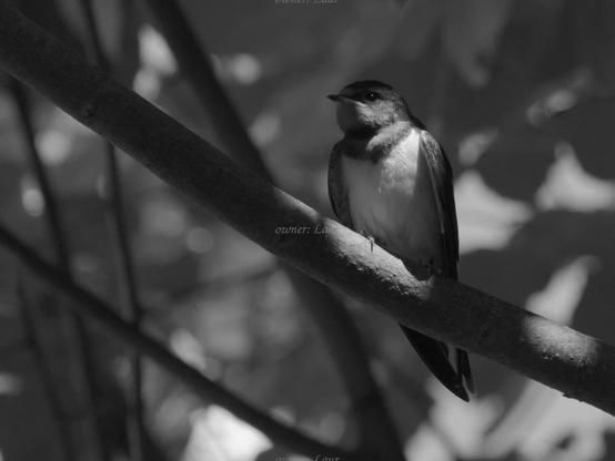 Bird, closeup, black and white, photo