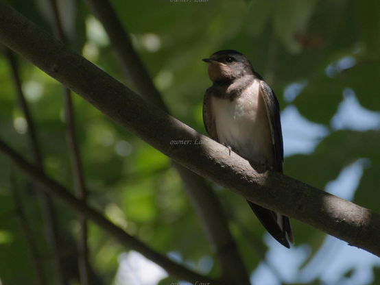 Bird, closeup, color, photo