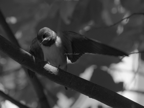 Bird, closeup, black and white, photo