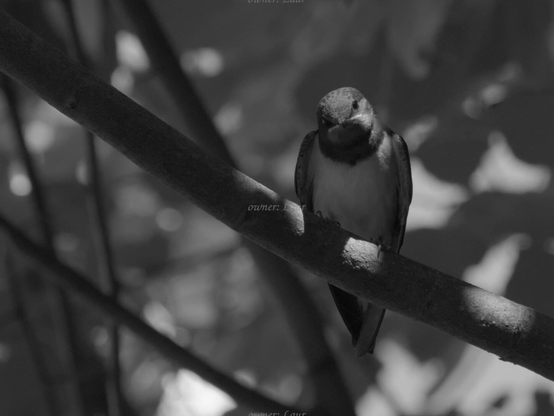 Bird, closeup, black and white, photo
