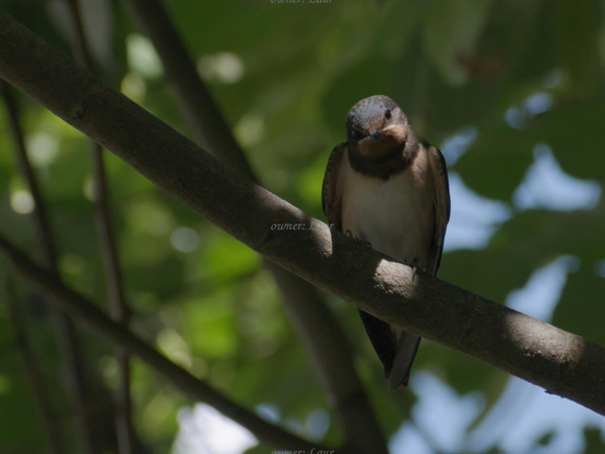 Bird, closeup, color, photo