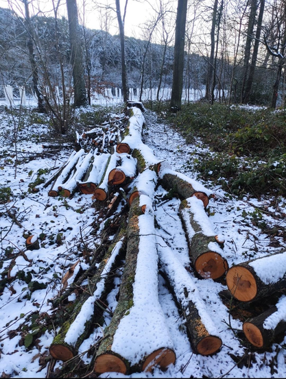Plusieurs troncs fraîchement coupés sont empilés au sol dans une forêt enneigée. Une fine couche de neige recouvre le dessus du bois, tandis que les sections sciées révèlent un orange vif contrastant avec le blanc. Autour, les arbres nus et le sous-bois givré créent une ambiance hivernale calme et froide