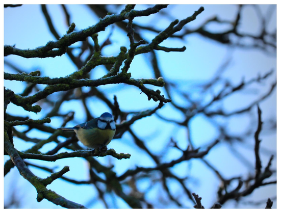Eine Blaumeise sitzt in einem Ästgeflächt und guckt in die Kamera.