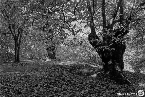A serene black and white landscape old chestnut trees with dense foliage along a winding path covered in fallen leaves. The scene conveys a sense of tranquility and natural beauty in a woodland setting.