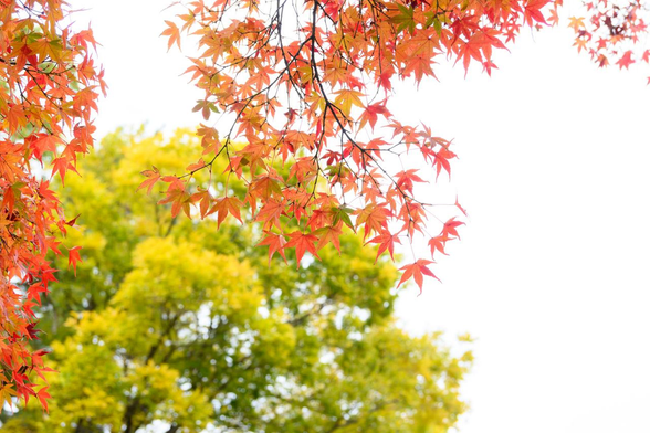 九條邸跡・厳島神社の北あたりから。モミジが明るめの赤色に紅葉している。その奥に見える落葉樹も黄葉している。/ 2025.11.22 京都御苑から