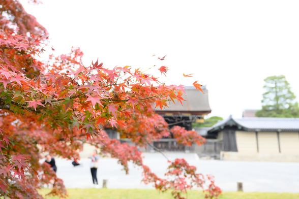 京都御所の宜秋門とイロハモミジ。日に当たりにくい内側の葉は緑のまま残っているけど、概ね紅葉している。/ 2025.11.22 京都御苑・京都御所あたりから