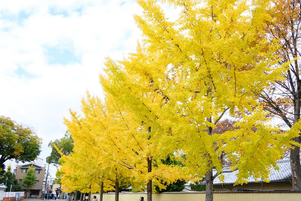 椹木口あたりから黄葉したイチョウ。烏丸通側の一番南の入口を入ってすぐにイチョウが数本並んでいて、きれいに黄葉している。/ 2025.11.22 京都御苑・椹木口あたりから