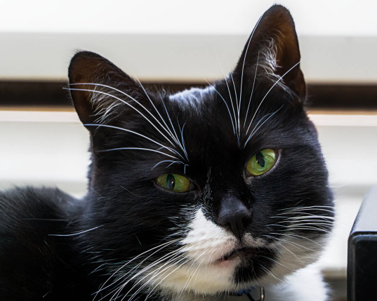 Saoirse, eine Kellnerkatze, schaut mit ihren grünen Augen in die Kamera. Die Ohren sind aufgestellt, und auch, wenn sie ein bisschen genervt aussieht, ist Saoirse eigentlich gut gelaunt. Sie sieht eben nur immer genervt aus... 