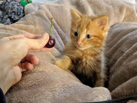 Tiny cat looking at a cheery 