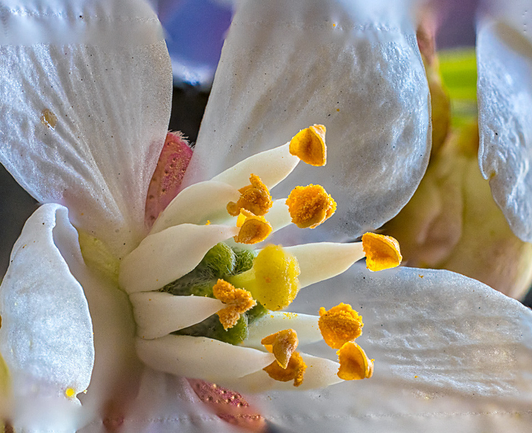 Close-up macro photograph of a white flower showing delicate petals with water droplets and translucent texture. The flower's center reveals bright yellow-orange anthers tipped with pollen, surrounding a pale green pistil. Pink-tinted stamens are visible among the white petals, which show fine details and natural imperfections in the backlighting
