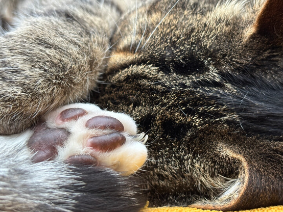 Closeup of a sleeping cat