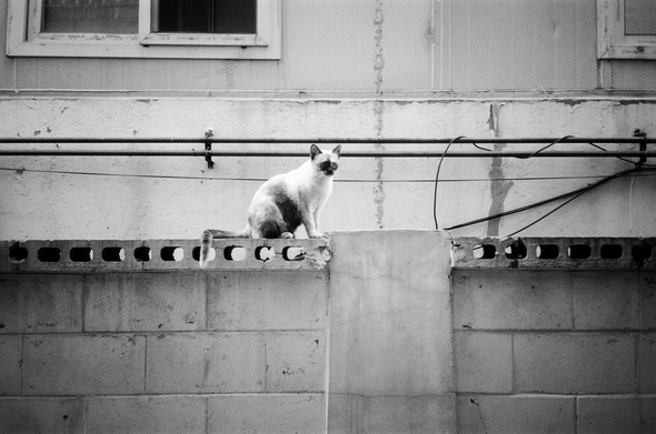 담장 위에 샴 고양이 한 마리가 앉아있다. 뒤쪽 건물벽에 가스 배관이 가로로 설치돼있다.