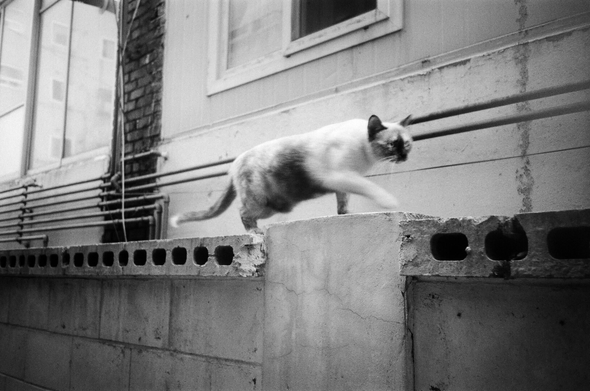 담장 위를 샴 고양이가 걸어가고 있다.