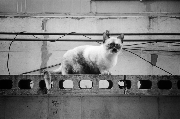 담장 위에 앉은 샴 고양이를 조금 더 가까이서 찍은 사진.