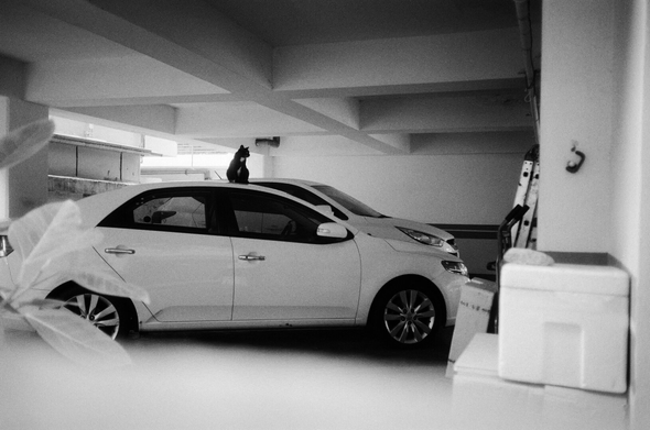 필로티 건물 주차장에 주차된 흰색 승용차 지붕 위에, 검은 턱시도 고양이 한 마리가 앉아 어딘가를 바라보고 있다.