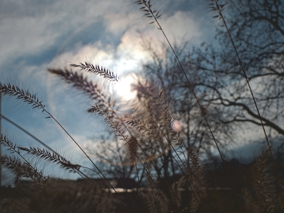 Closeup of grass with a nice sunflare