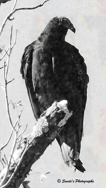 Perched in Silence

"A solitary black vulture perches on a rugged tree branch, its silhouette etched sharply against a pale, almost ethereal sky. The bird’s broad wings are folded with quiet authority, each feather layered like armor. Its hooked beak curves downward—a tool of survival and sovereignty—while its head, turned slightly to the side, reveals a profile both regal and watchful. The tree branch beneath it is gnarled and textured, reaching out like an ancient limb, adorned with sparse leaves and brittle twigs that whisper of wind and time. The background is a soft wash of light, devoid of clutter, allowing the dark majesty of the vulture to dominate the frame. The composition is stark yet poetic, evoking solitude, endurance, and the quiet dignity of a creature built for the margins." - Microsoft Copilot