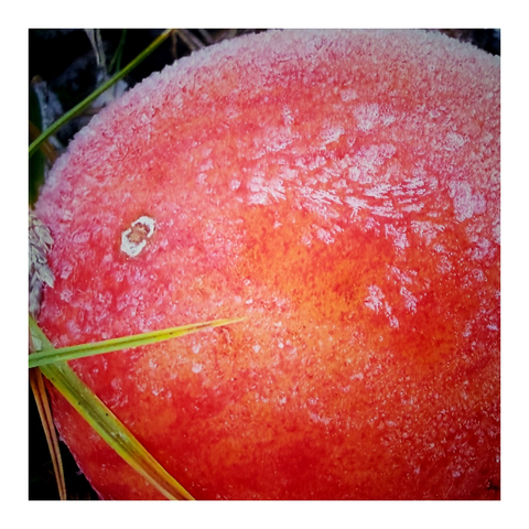 Roter Apfel mit Eiskristallen und rechts ein paar Grashalme