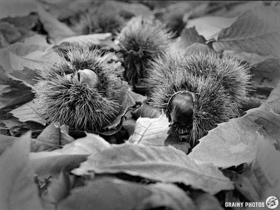 A black-and-white image of chestnuts nestled among fallen leaves, showcasing their spiky husks and smooth brown surfaces, emphasizing the natural textures and earthy tones of autumn.