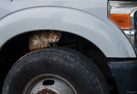 A small kitten in the wheel well of a large truck. 