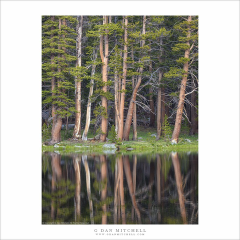 Forest and reflection