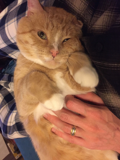 The image shows a ginger cat lying on its back on someone’s plaid-covered lap. The cat has a relaxed expression, with one eye slightly squinting. Its fur is light orange with white patches on its paws and chest. A hand with a gold ring rests gently on the cat’s belly, fingers slightly curled.