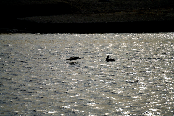 Two backlit pelicans. One is at rest on the water, and the other is gliding toward it a few inches from the surface. The water is slightly rippled, and reflecting the changing hues of sunset.