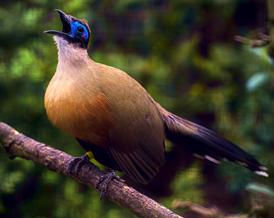 Ein Vogel mit goldenen Federn und einem blauen Kopf sitzt auf einem Ast und hat den Schnabel weit zu einem Schrei geöffnet. 
. 
A bird with golden feathers and a blue head sits on a branch, its beak wide open as if crying out. 
. 
