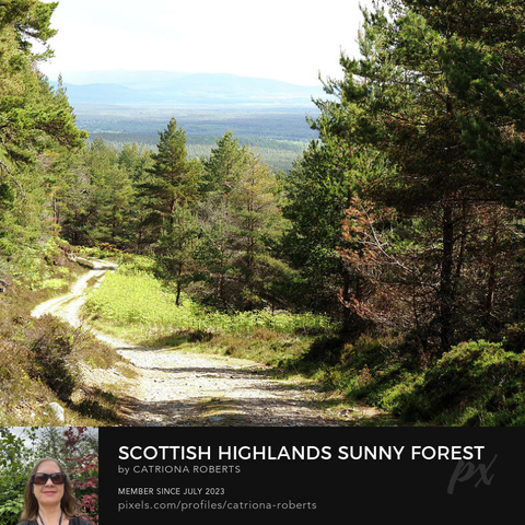 Coloured photograph featuring the design-

Scottish Highlands Sunny Forest Trail.

I took this photo during a lovely early spring nature walk through the Scottish Highlands. 

Features a serene Pine forest path winding through dense Heather plants and young Fern shoots, under a bright sky. 

The tall trees create a natural canopy, inviting exploration and tranquility. 

Click links on the main post for options.
