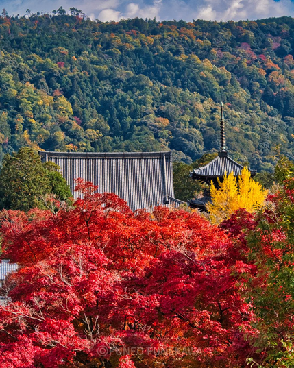 京都の寺の紅葉の景色 三重塔と本堂の大屋根。カエデの赤とイチョウの黄色があざやか