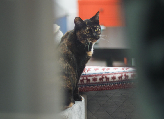 A calico cat seen through a slightly open curtain from outside the window of a cat café after hours. The cat is looking at the photographer (that'll be me).