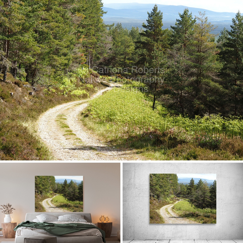 Above coloured photograph featuring the design-

Scottish Highlands Sunny Forest Trail.

Lower left design on a Canvas Print on a wall above a bed. 

Lower right design on a Canvas Print on an exhibition wall. 

I took this photo during a lovely early spring nature walk through the Scottish Highlands. 

Features a serene Pine forest path winding through dense Heather plants and young Fern shoots, under a bright sky. 

The tall trees create a natural canopy, inviting exploration and tranquility. 

Mockups combined in a grid format in canva.com 

Click links on the main post for options.




