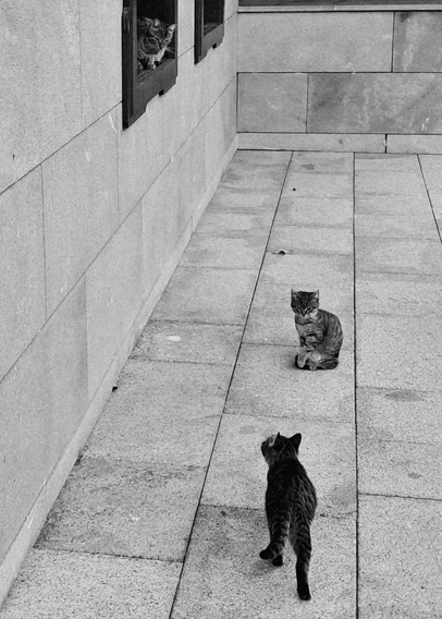 Picture of three tabby cats in paved outdoor area; darker kitten in foreground walking away from camera towards center, lighter kitten in center sitting upright facing forward, larger cat crouching inside rectangular window frame in stone wall on left; large rectangular stone blocks form wall on left and ground surface