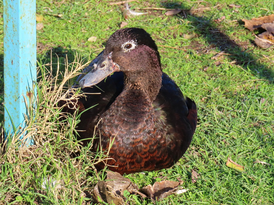 A Cayuga duck sitting on the grass in the sun looking very relaxed.. The sun makes nice brown/green/blue-ish reflections on its feathers. It has its head turned half sideways and it's looking into the camera. It has white "eyeliner" around its eye.