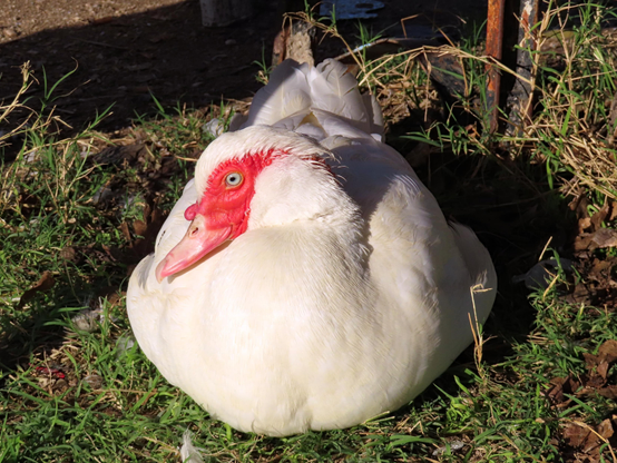 A white Muscovy duck sitting on the grass, looking very round. Her head is turned sideways and is resting on her chest, and she is looking into the camera with her light green eye.