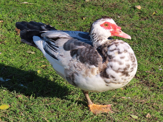 A medium-large Muscovy duck standing on the grass with one leg, looking happy. The other leg is apparently tucked under its belly, but that is not visible on the picture. The duck's base colour is white, but it has some dark, grey, and brown spots, and its tail is black. Its eyes are green, with some brown near the centre. 