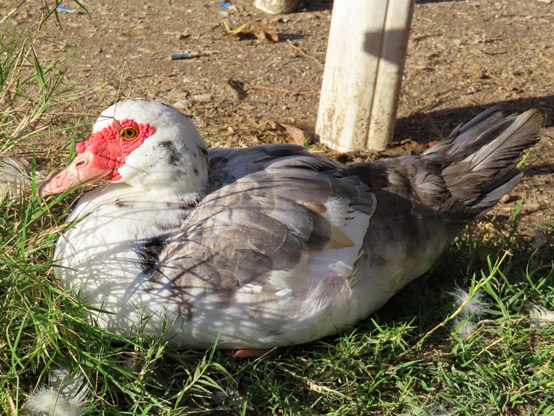 A Muscovy duck sitting on the grass looking tired. It is mostly white but has some grey and brown feathers, and its tail is mostly grey/black. Its eye is light brown.