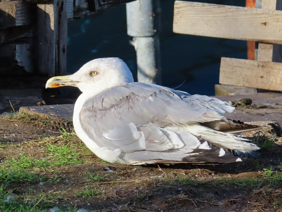 A photo of a seagull sitting on the ground next to some low grass. The sun is shining on its plumage.