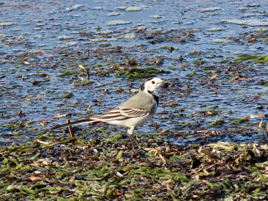 A photo of a wagtail standing at the edge of the sea on top of lots of green seaweed, looking cautiously towards the camera.