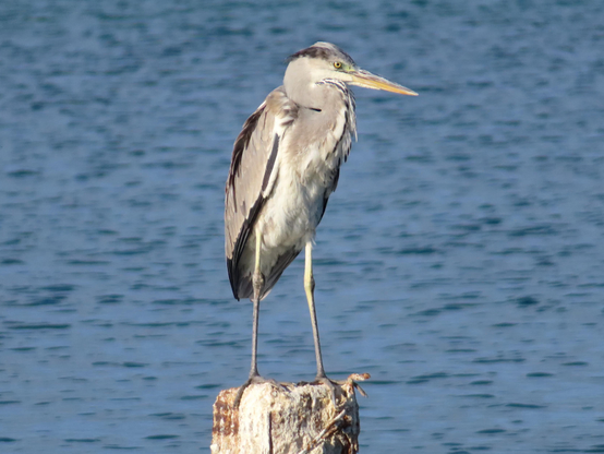 A photo of a grey heron standing upright on a pole in the sea.