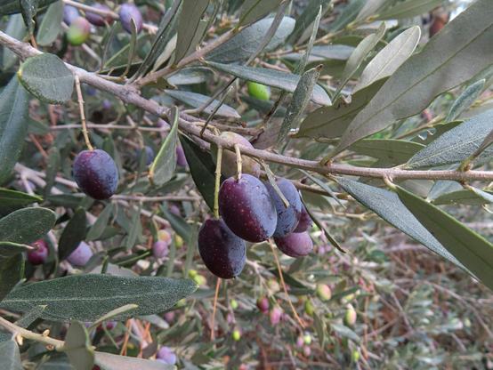 A photo of an olive tree branch with a couple of red-brown, ripe olives. In the background some more olives can be seen on their branches, including some green ones.